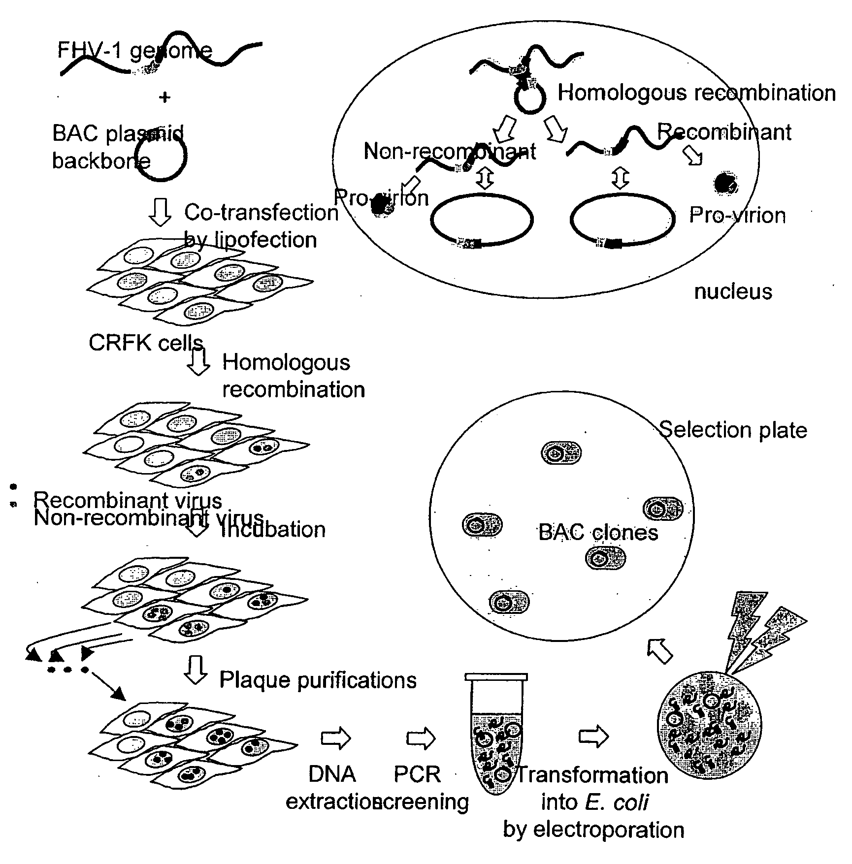 Bacterial Artificial Chromosome Containing Feline Herpes Virus Type 1 Genome and Uses Thereof