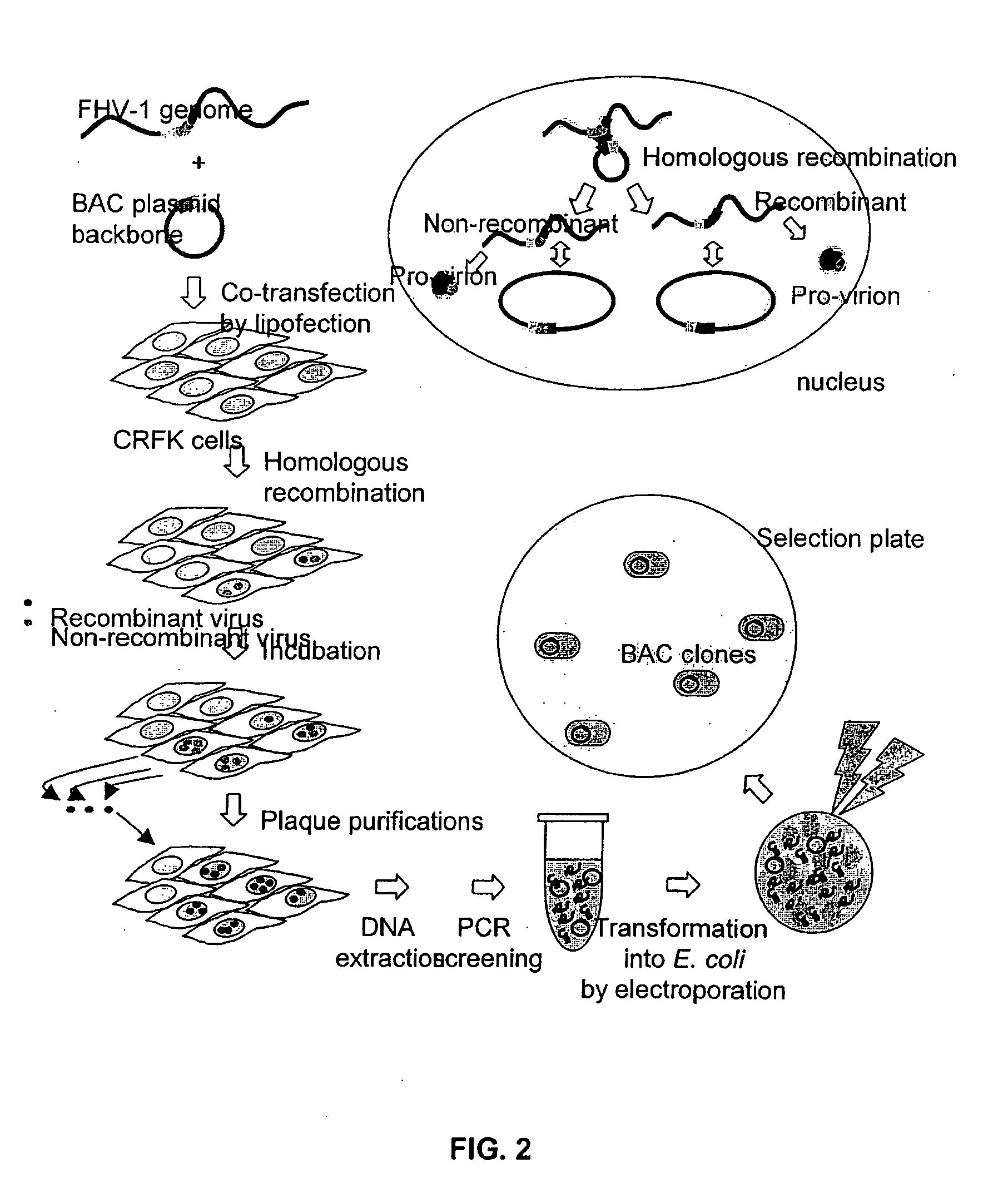 Bacterial Artificial Chromosome Containing Feline Herpes Virus Type 1 Genome and Uses Thereof