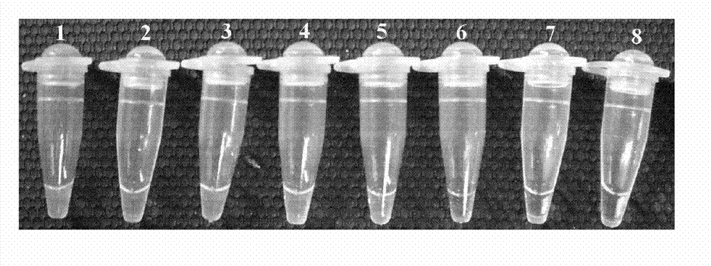 Primer groups, kit and method for detecting specific sequence of glyphosate-resistant transgenic soybean transformant