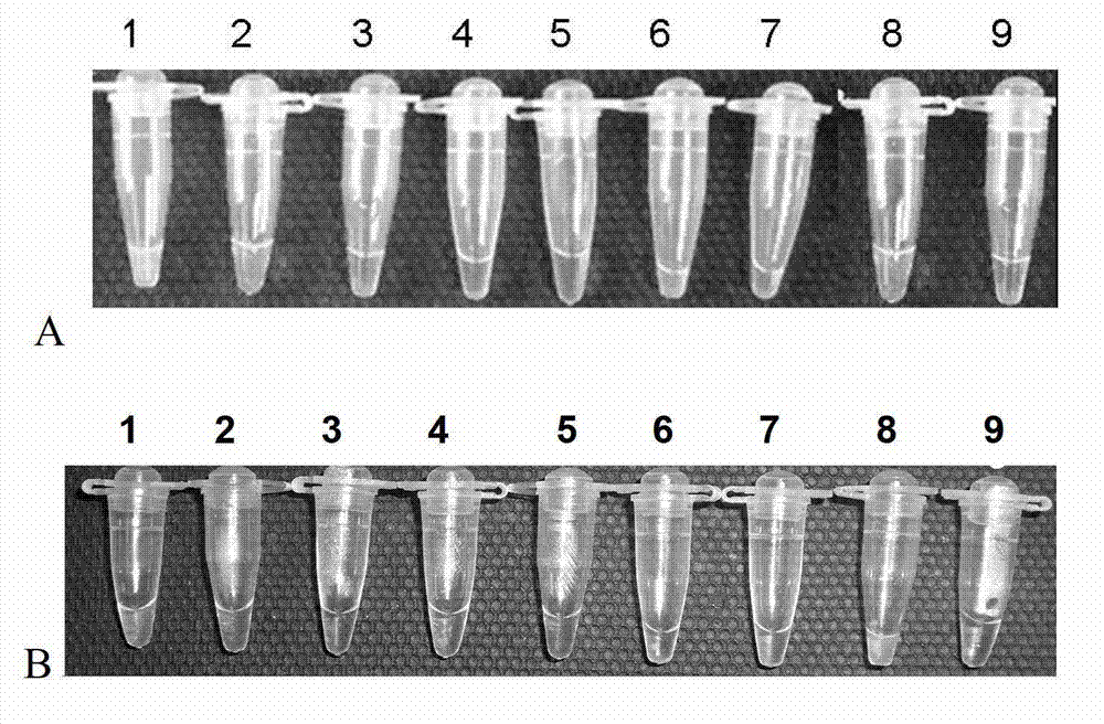 Primer groups, kit and method for detecting specific sequence of glyphosate-resistant transgenic soybean transformant