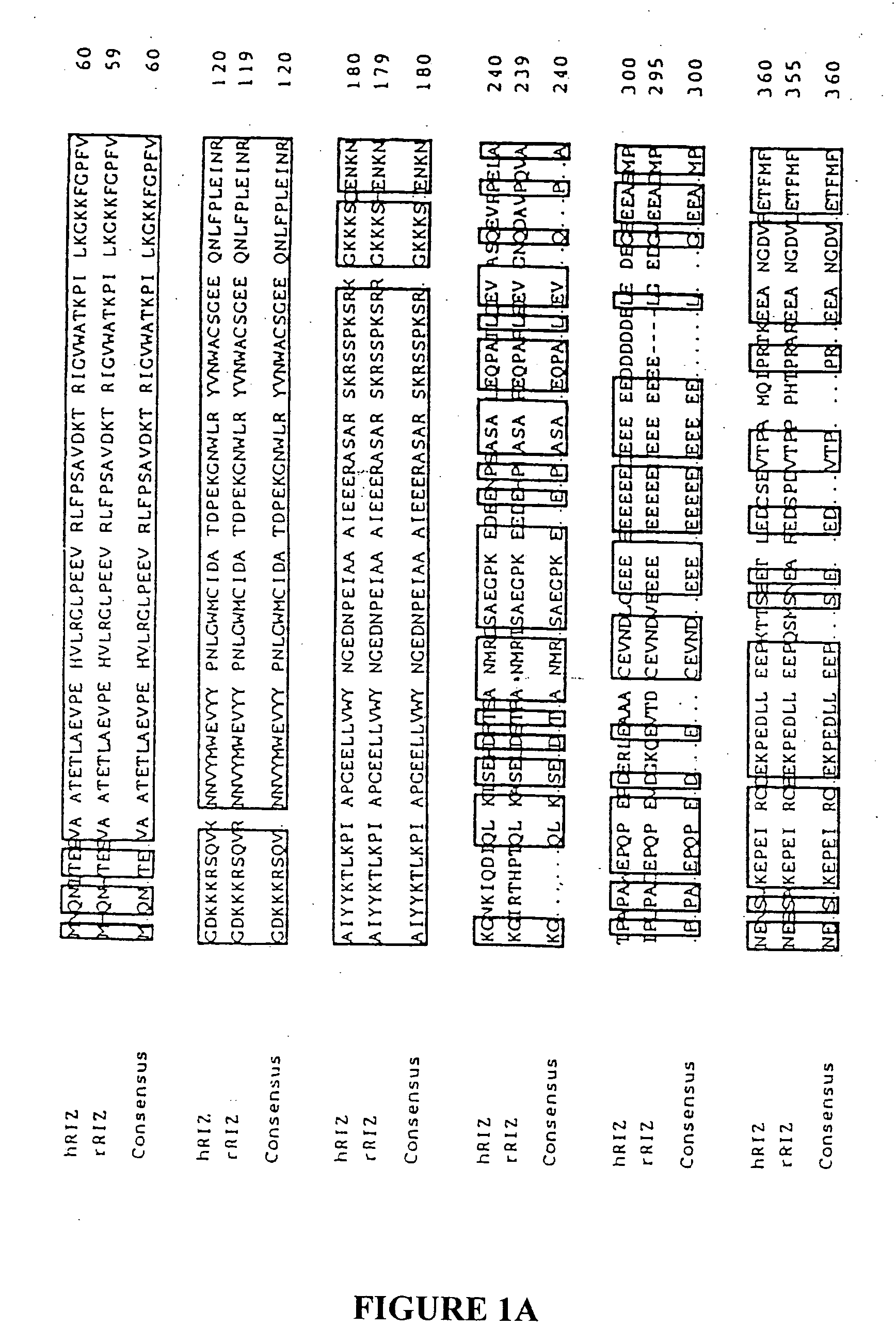 Methods of detecting and treating microsatellite-instability positive tumors using RIZ