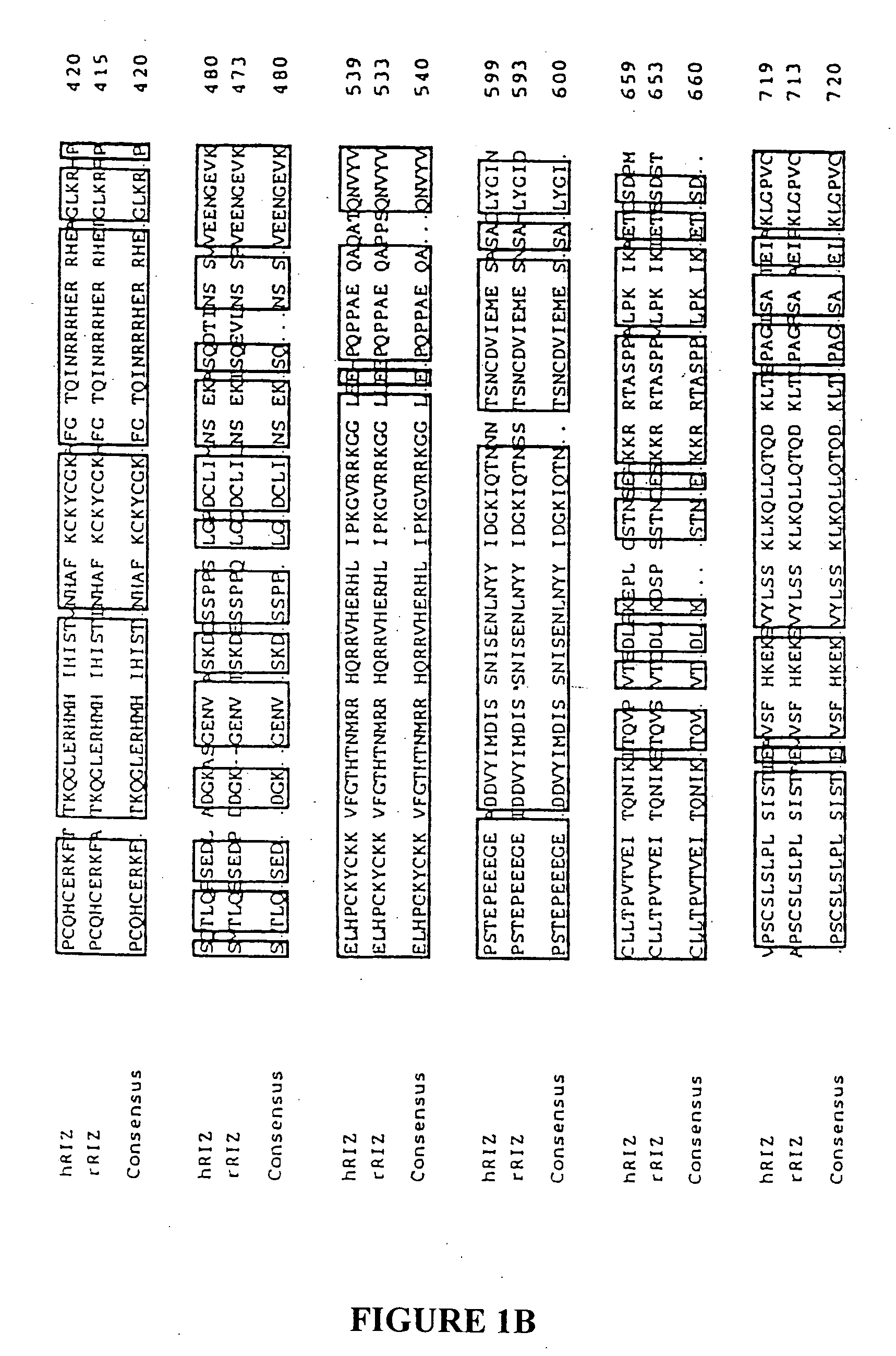 Methods of detecting and treating microsatellite-instability positive tumors using RIZ