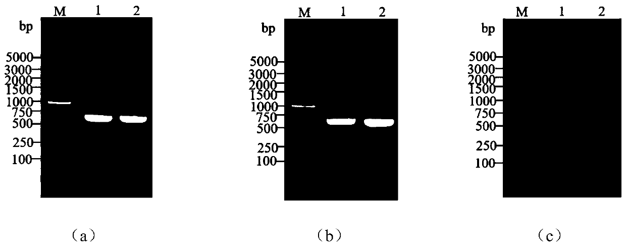 Method and application for improving fermentation enzyme production of bacillus licheniformis by knocking out spoIIQ and pcf genes