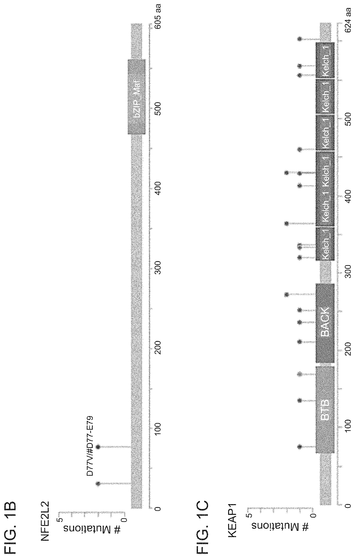 Methods for diagnosing and treating cancer by means of the expression status and mutational status of NRF2 and downstream target genes of said gene