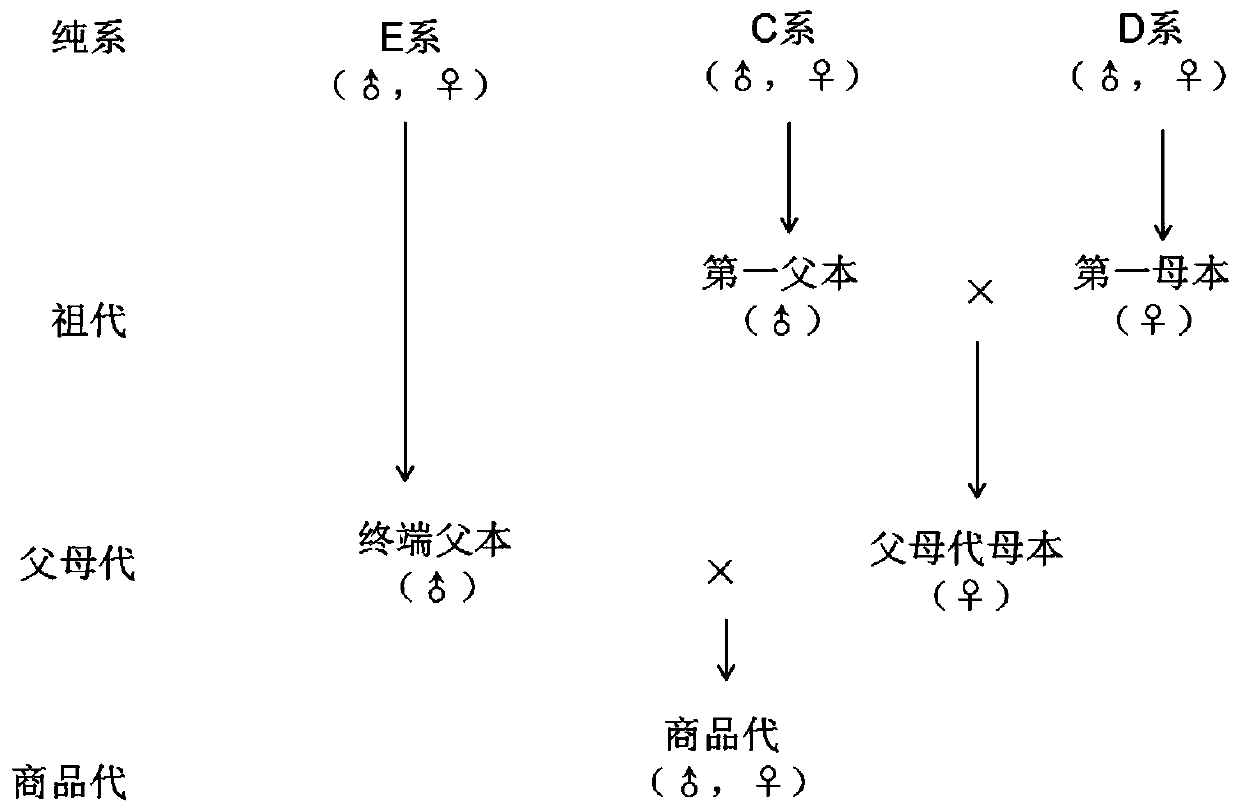 Hybrid production method of high-egg-yield and grain-saving laying chickens