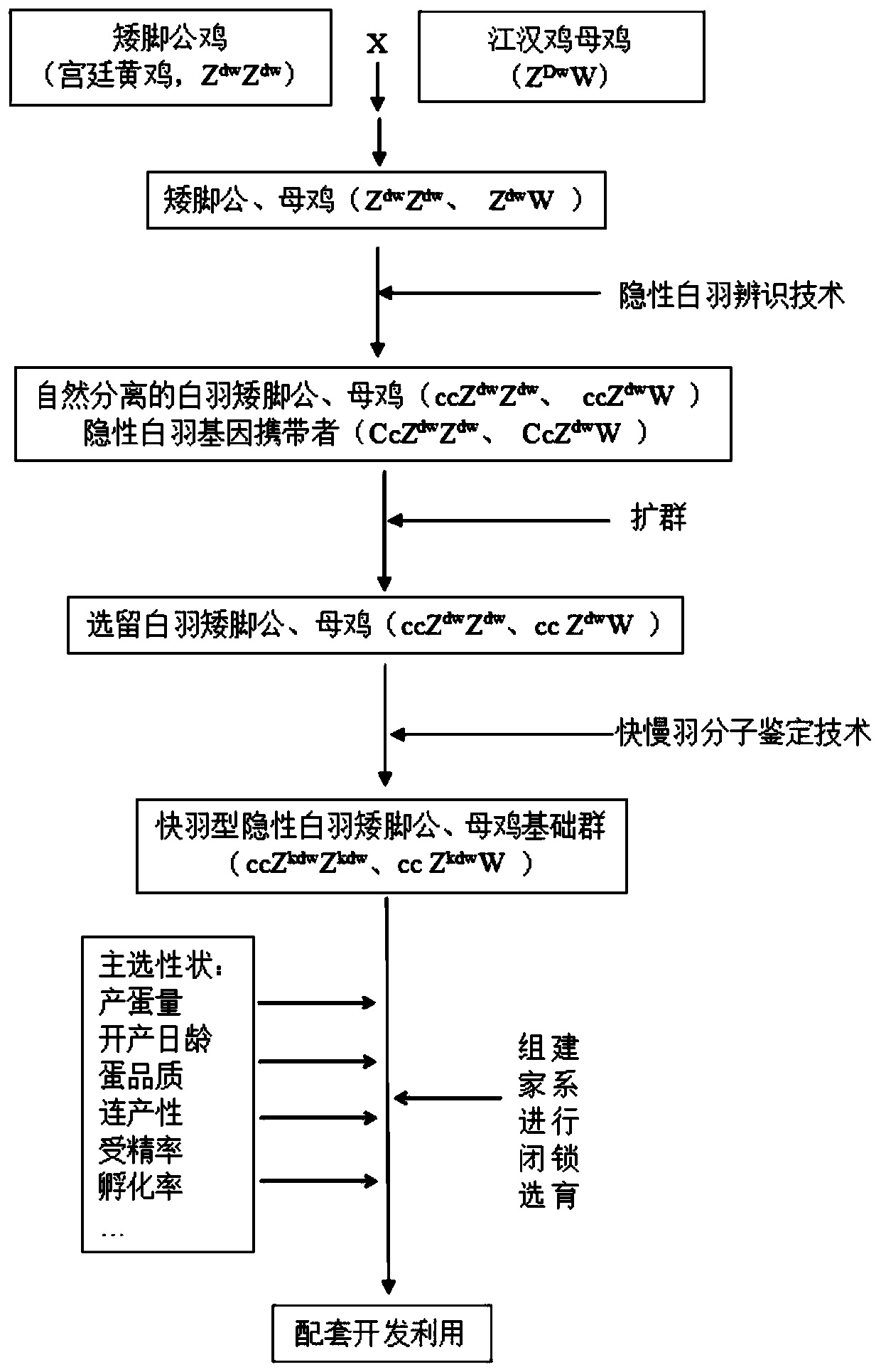 Hybrid production method of high-egg-yield and grain-saving laying chickens