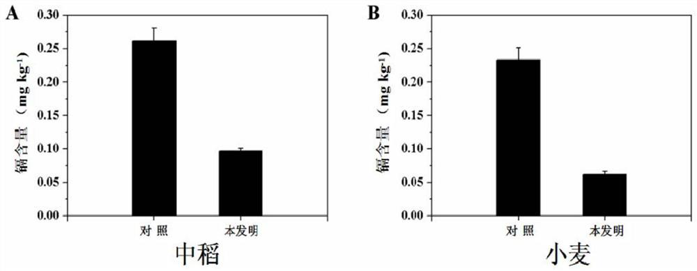 A kind of method of middle-season rice-wheat rotation in cadmium slightly polluted soil