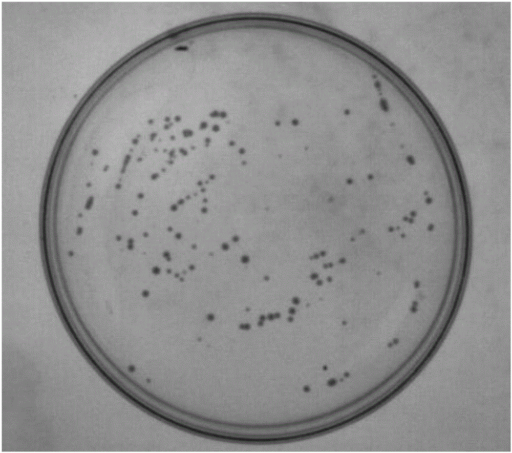 Bacterial strain capable of rapidly degrading nitrogen in sewage, and applications of bacterial strain