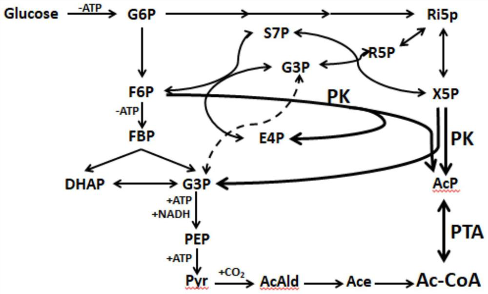 Genetically engineered bacterium for improving yield of beta-carotene and application thereof