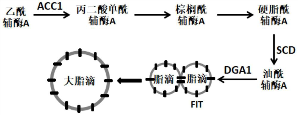 Genetically engineered bacterium for improving yield of beta-carotene and application thereof