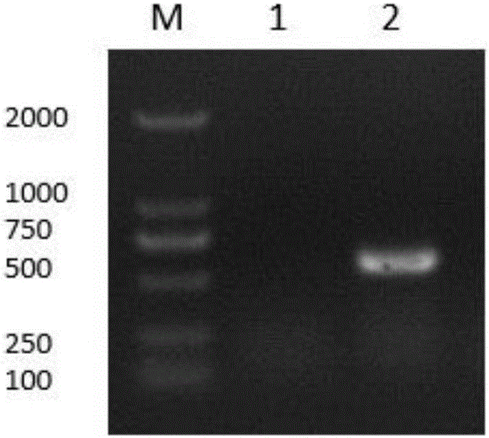 Fusion protein of chicken interferon IFN-lambda and IFN-alpha