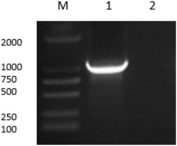 Fusion protein of chicken interferon IFN-lambda and IFN-alpha