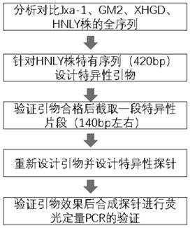 Primer group, probe and kit for detecting porcine reproductive and respiratory syndrome NADC30-like strain