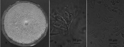 A kind of aroma-producing fungus and its application