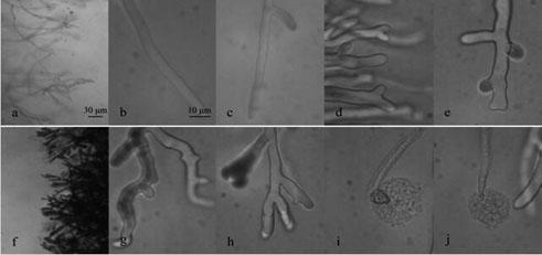 A kind of aroma-producing fungus and its application