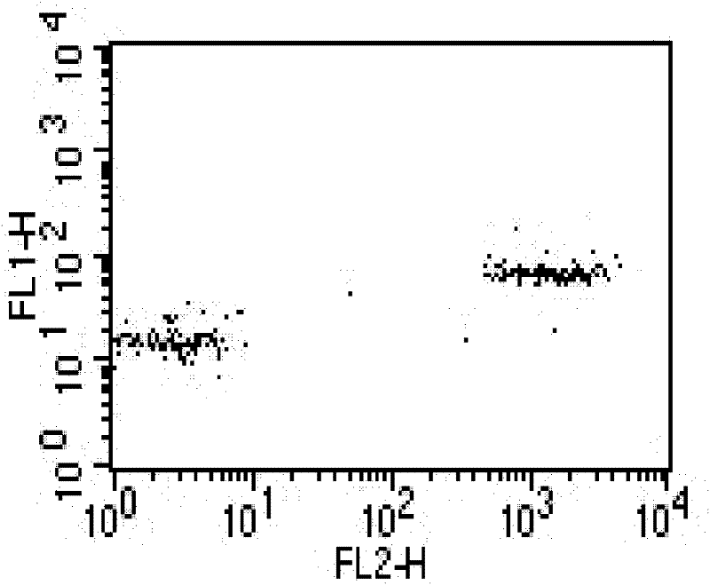 Dimensional flow liquid phase array detection method of fusion protein in leukemia cells