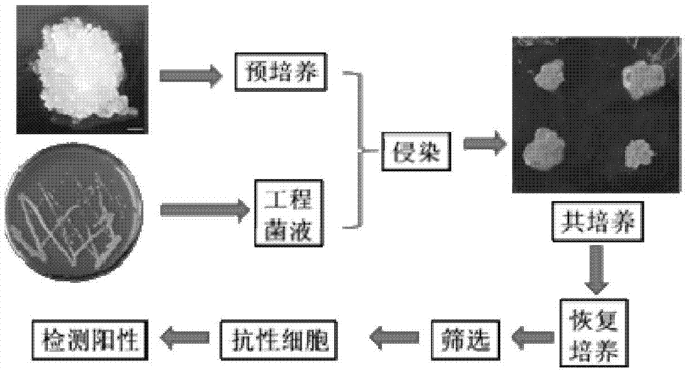 Genetic transformation method of larch embryonic cells