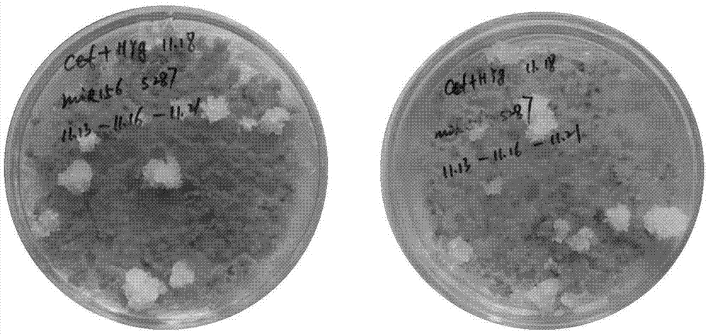 Genetic transformation method of larch embryonic cells