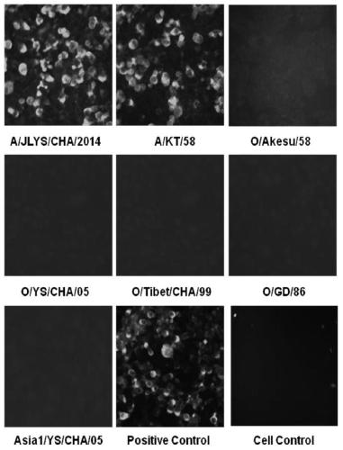 Anti-type a foot-and-mouth disease virus neutralizing monoclonal antibody and its application