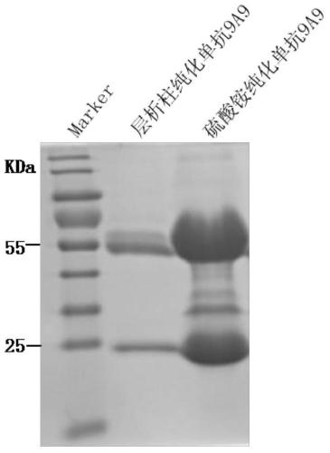 Anti-type a foot-and-mouth disease virus neutralizing monoclonal antibody and its application