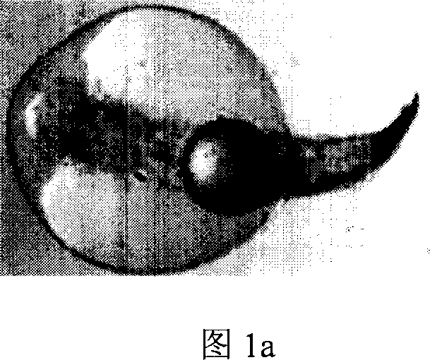 Method of large yellow crocker sperm genetic substance complete deactivation