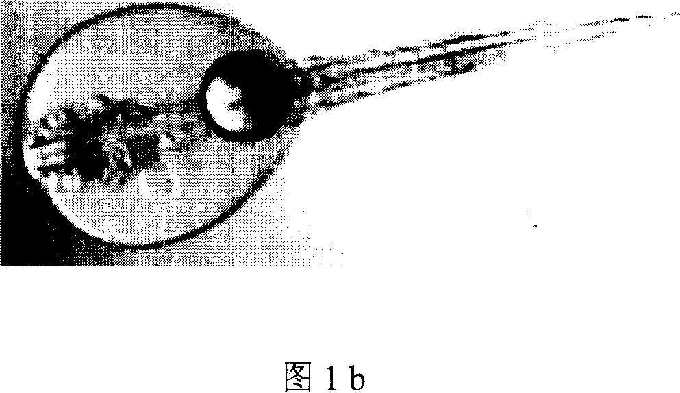 Method of large yellow crocker sperm genetic substance complete deactivation