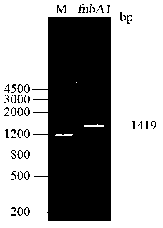 Methicillin-resistant staphylococcus aureus (MRSA) vaccine recombinant protein FnbA1 and preparation method and application thereof