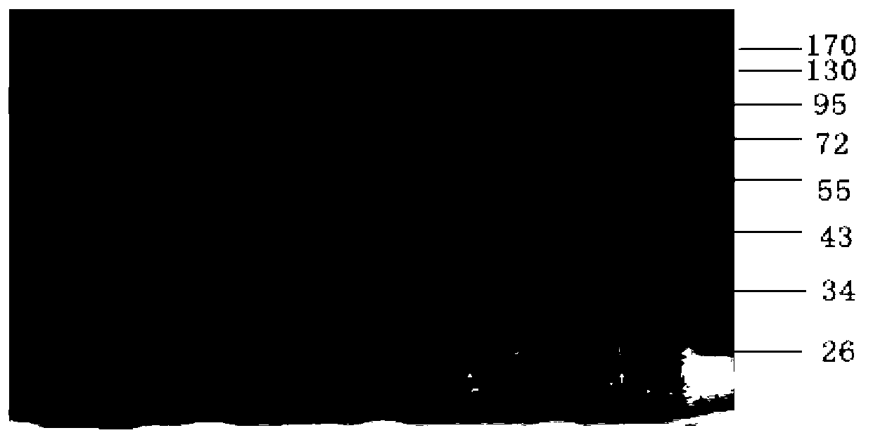 Methicillin-resistant staphylococcus aureus (MRSA) vaccine recombinant protein FnbA1 and preparation method and application thereof