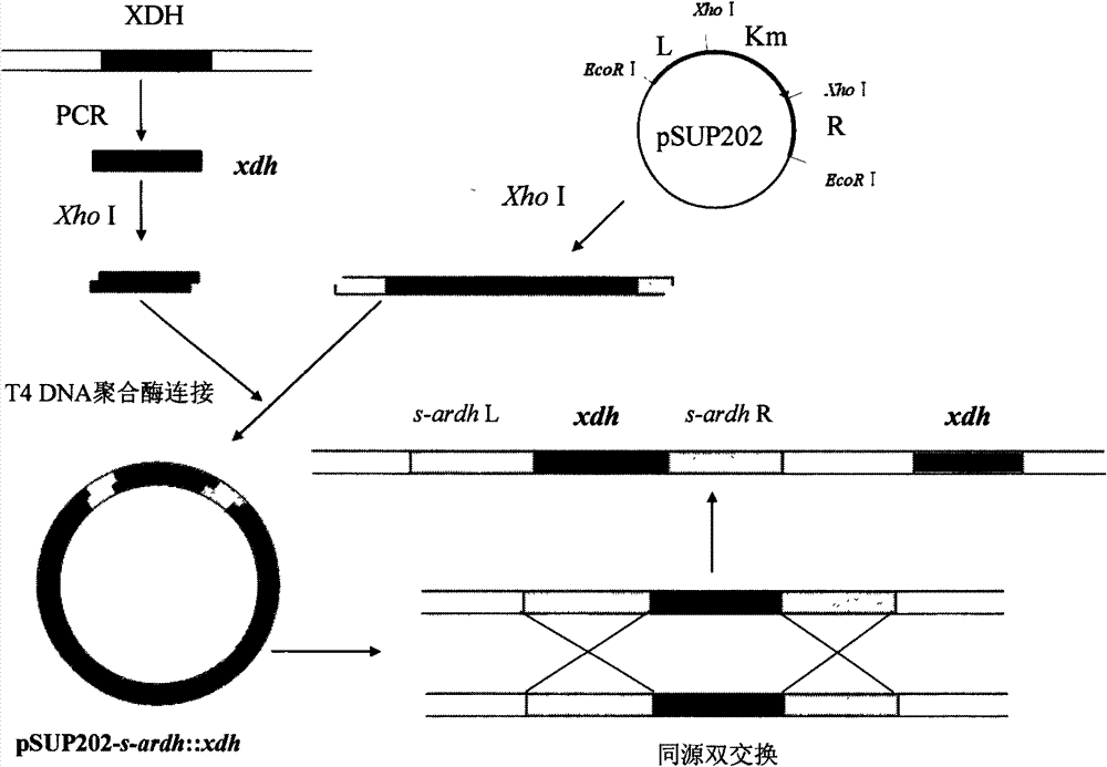 Genetic engineering bacteria of gluconobacter oxydans and construction methods thereof