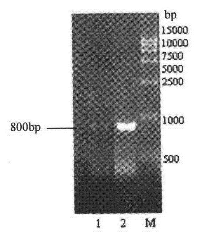 Genetic engineering bacteria of gluconobacter oxydans and construction methods thereof