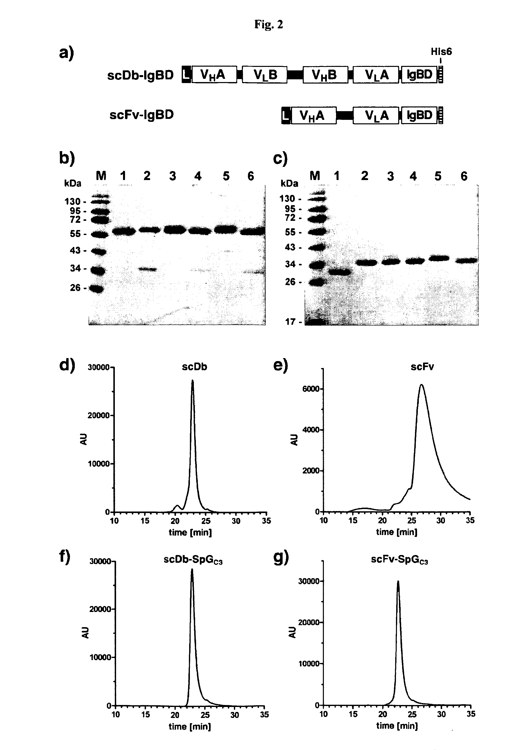 Serum half-life extension using igbd