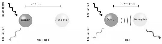 Method for detecting receptor-ligand binding blocking capacity of compound by using HTRF technology