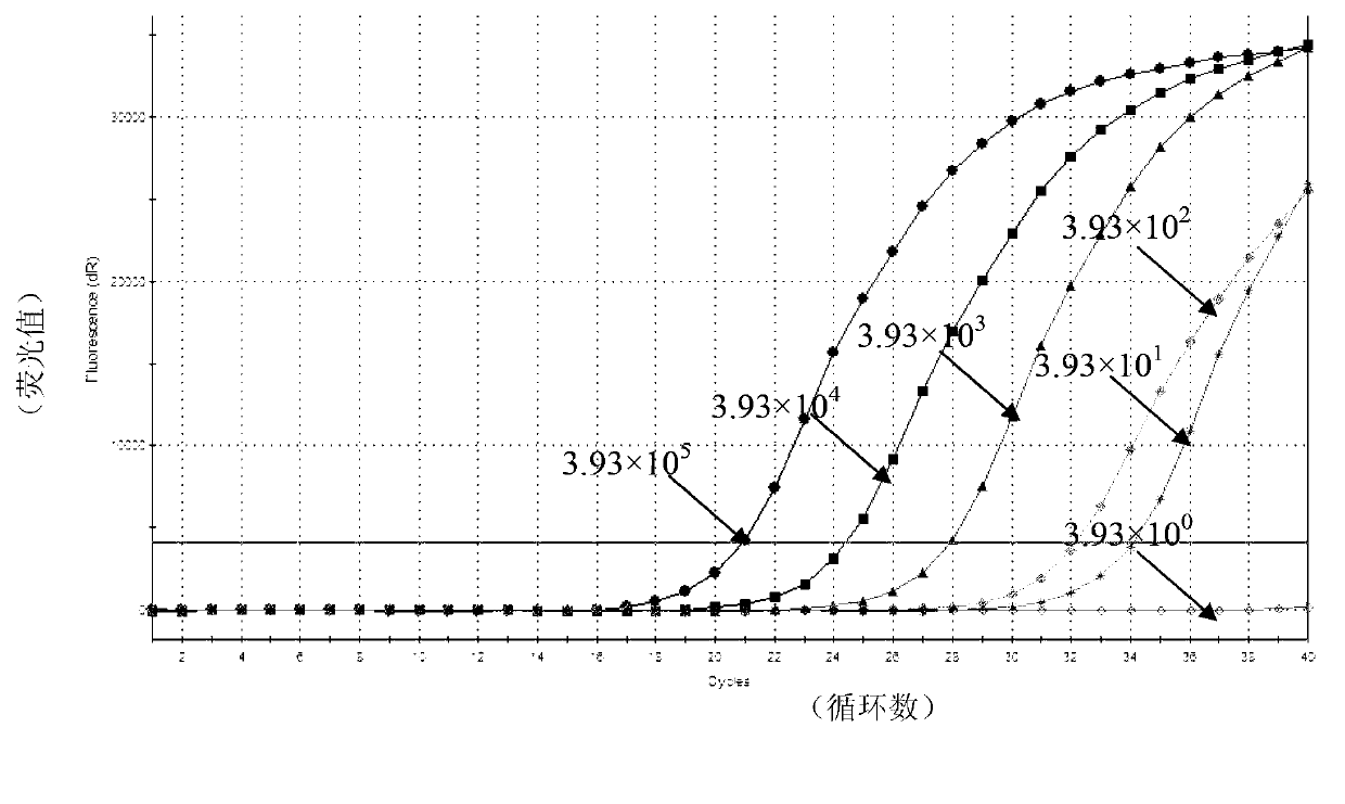 Kit used for detecting sheep pox virus and detection method thereof