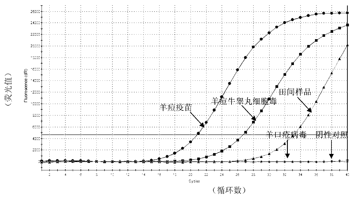 Kit used for detecting sheep pox virus and detection method thereof