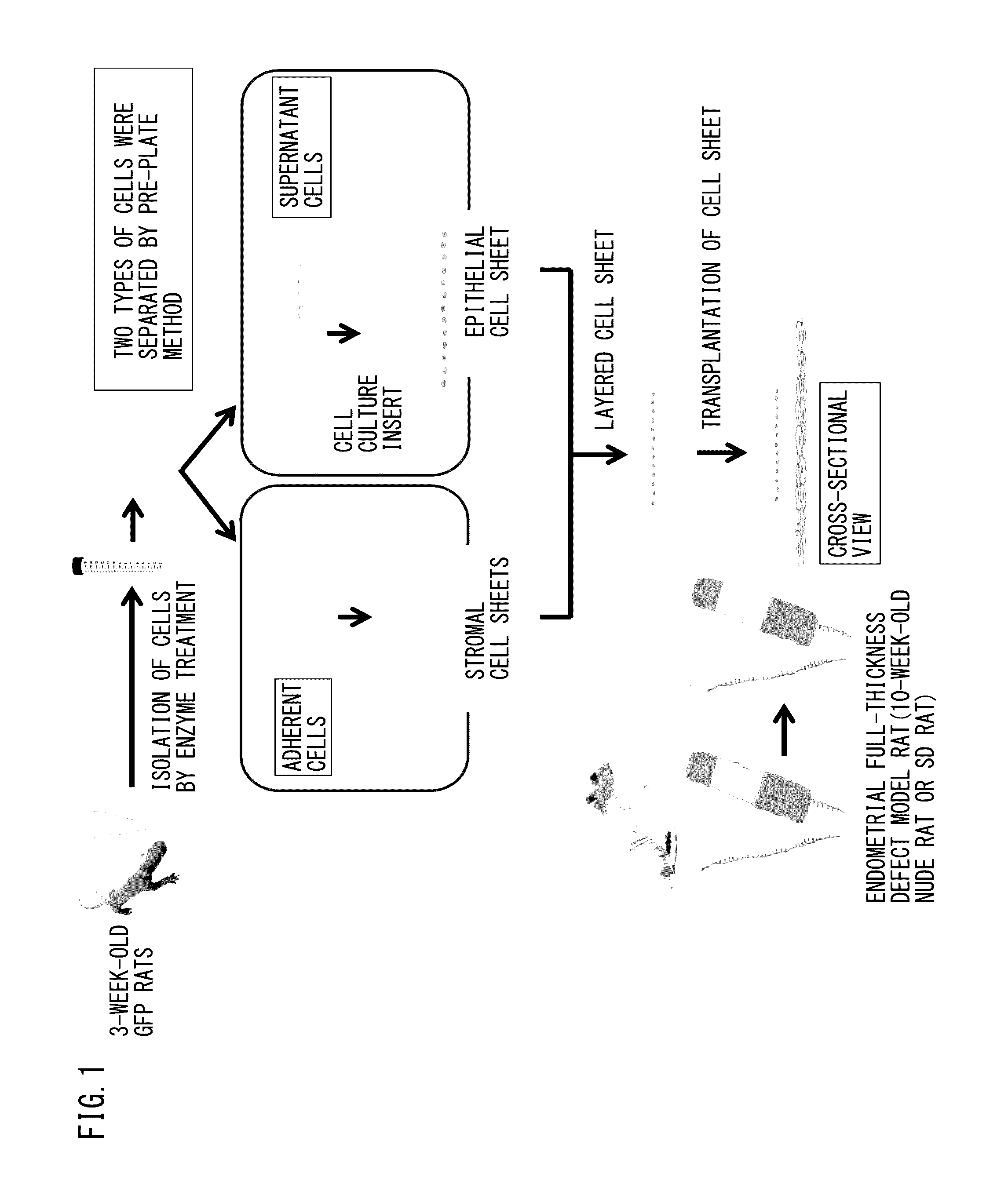 Cell composition for treatment of uterine tissue and method for producing same