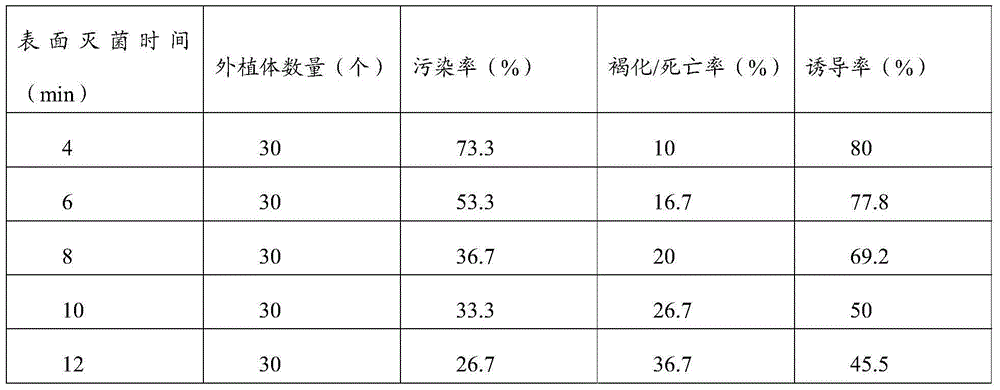 Tissue culture seedling and culturing method for fir wood of excellent clonal 11C