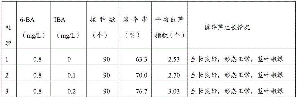 Tissue culture seedling and culturing method for fir wood of excellent clonal 11C