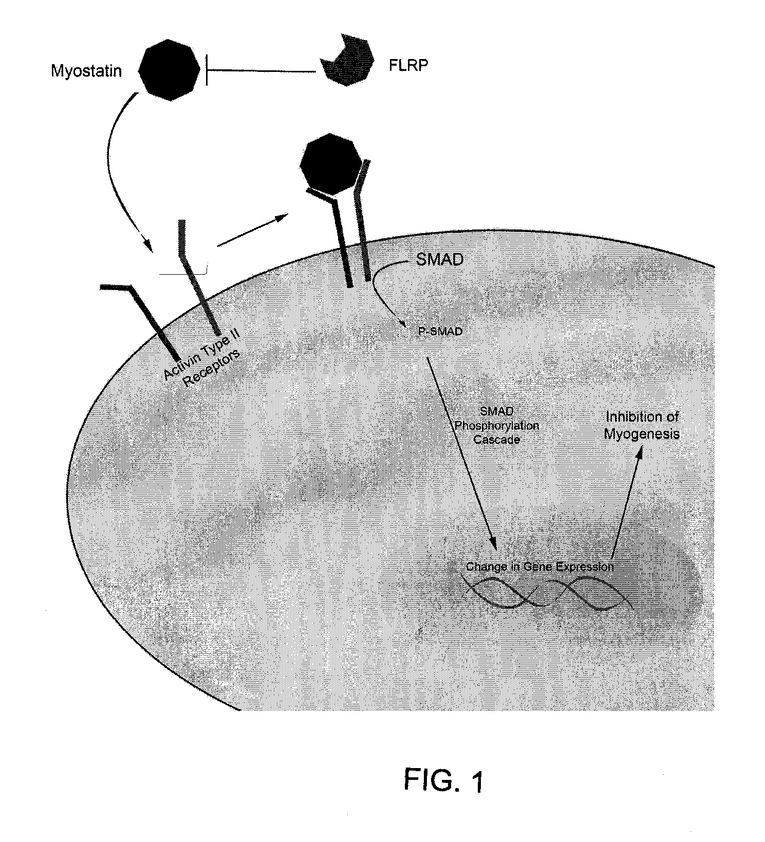 Subdermal tissue remodeling using myostatin, methods and related systems