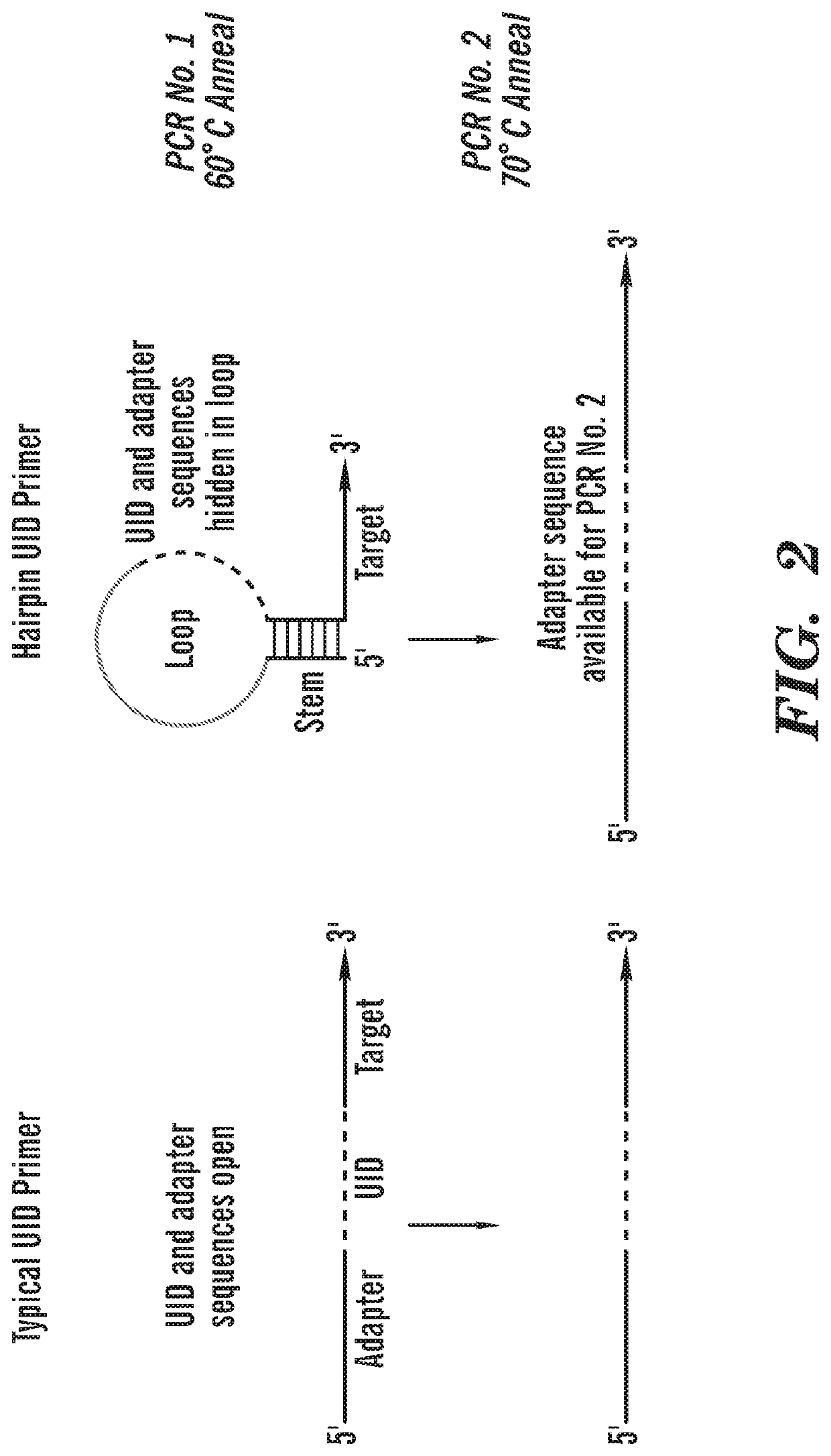 Protection of barcodes during DNA amplification using molecular hairpins