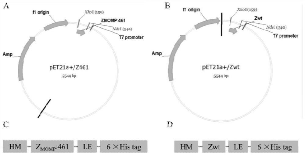 Polypeptide with binding affinity to chlamydia trachomatis MOMP and application of polypeptide