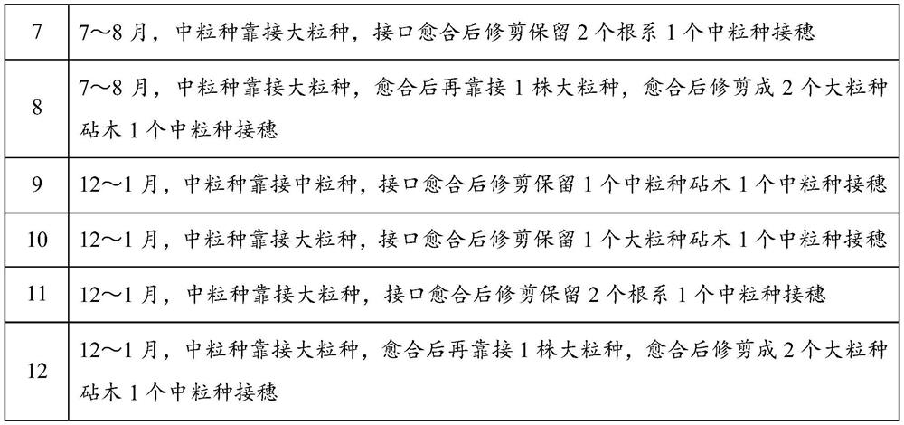 A grafting method for improving root productivity of coffee seedlings