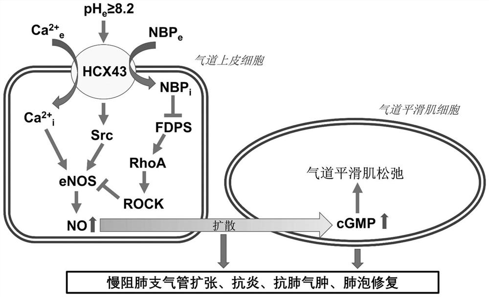 A bisphosphonate drug for inhalation, its preparation method and its use in chronic obstructive pulmonary disease