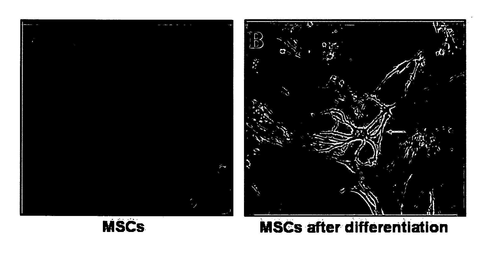 Isolated cells and populations comprising same for the treatment of CNS diseases