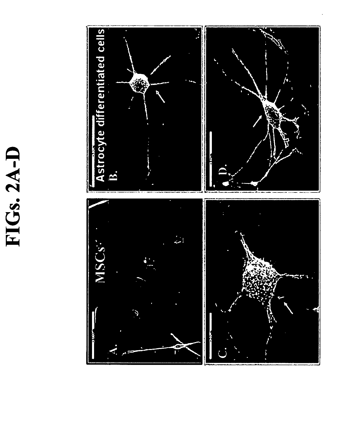 Isolated cells and populations comprising same for the treatment of CNS diseases