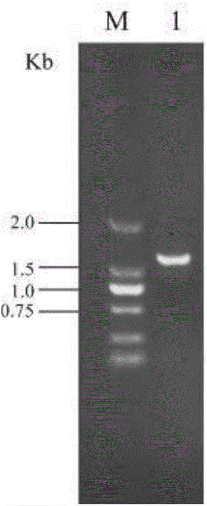 Candida tropicalis gene engineering bacteria for high yield of xylitol and application of xylitol