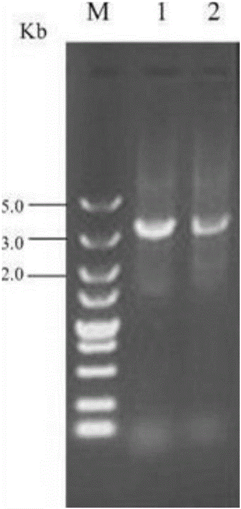 Candida tropicalis gene engineering bacteria for high yield of xylitol and application of xylitol