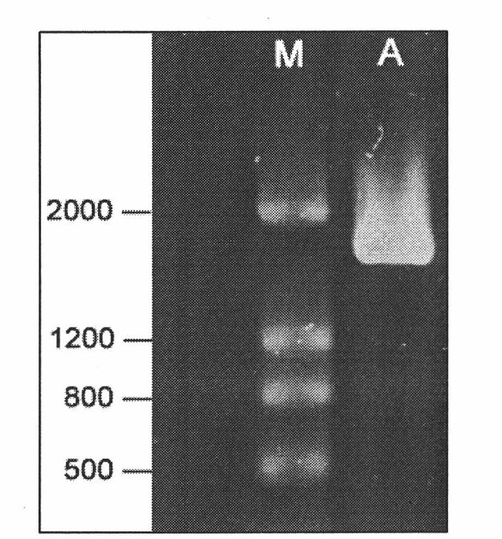 Facultative anaerobic benzene compounds-degrading bacterium