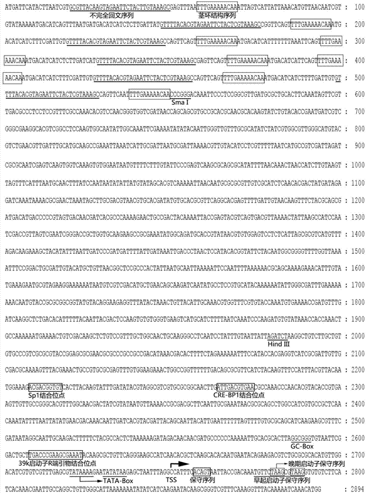 Enhanced bombyx mori nuclear polyhedrosis virus inducible promoter En39k and application thereof