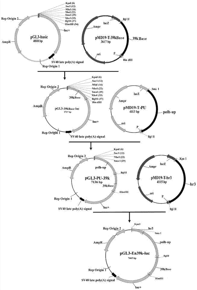 Enhanced bombyx mori nuclear polyhedrosis virus inducible promoter En39k and application thereof