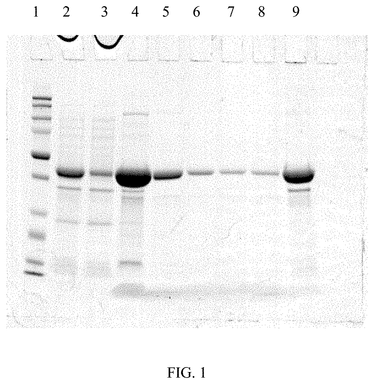 Methods and compositions for treating phenylketonuria